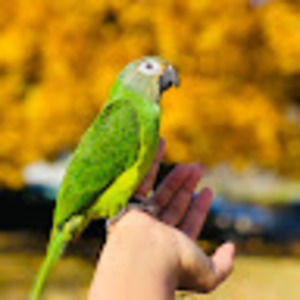 Meet your Posher, Geraldine